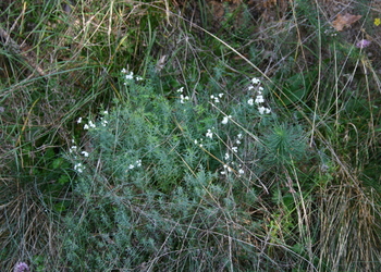 Vulkan-Labkraut (Galium eruptivum) - © Emanuel Trummer